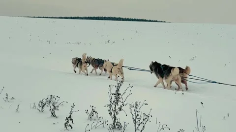 A group of four huskies pulling a sled through the snow Stock Footage 278146640