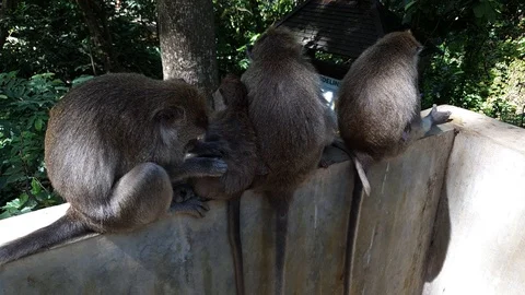 Group of four monkeys sit on the wall: one mother taking care on younger monkey Stock Footage 124662809