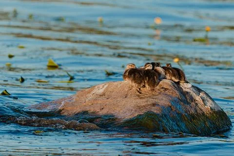 Group of four river otters resting on a large rock in a calm body of water .. Stock Photos