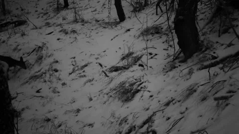 A group of four roe deers going in the dusk 04 스톡 동영상 130661460