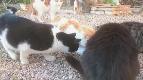 A group of free cats crowd around the food plate near a countryhouse Stock Footage 98869017