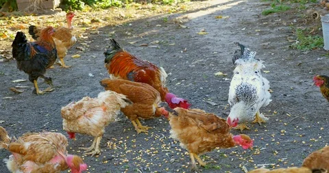 A group of free range chickens eating grain and corn Stock Footage 96543078