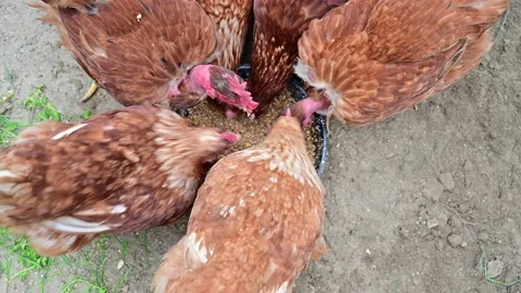 A group of free range chickens eating outside on a farm Stock Footage 172116562