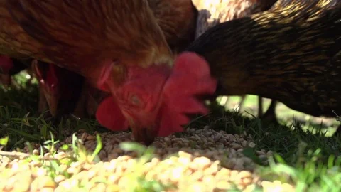 Group of free range chickens enjoying eating grain and corn in the sunshine Stock Footage 72107265