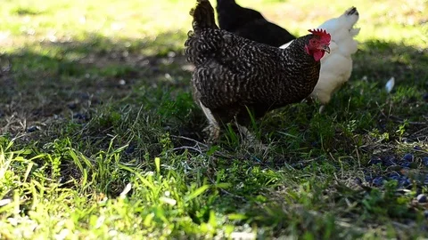 A group of free range chickens enjoying foraging in a pretty farmyard Stock Footage 102508912