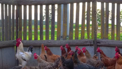 Group of free-range chickens in a rural farmyard 스톡 동영상 345093016