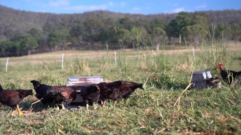 Group of free range farm chickens in grassy paddock eating feed, slow motion Stock Footage 128012428