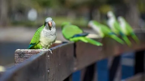 A group of free ranging monk parakeets myiopsitta monachus the only native Stock Photos