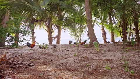 Group Of Free Roaming Chickens Under Palm Trees With Sea Background Creating Pea Video stock 327422719