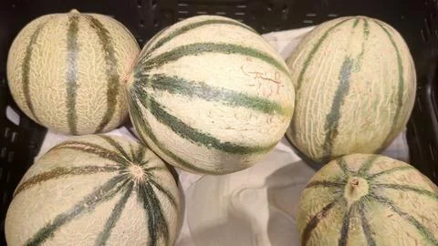 Group of fresh Charentais melons in a black crate. Stock Photos