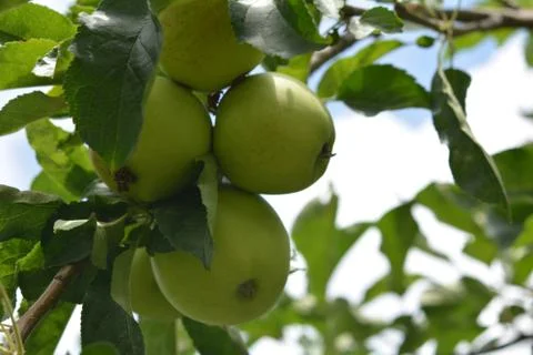 Group of fresh green apple with tree Stock Photos