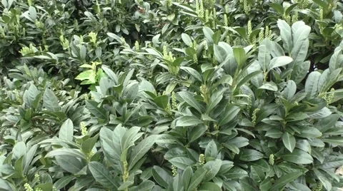 Group of fresh green leaves Stock Footage 49301549