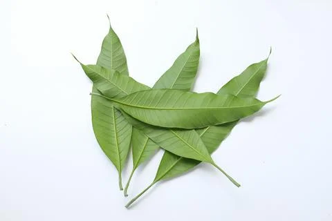 Group Fresh green mango leaves,leaf isolate on white background. Stock Photos