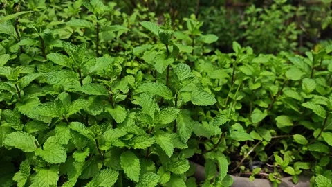 Group of fresh green mint plants growing in the garden. Stockbeeldmateriaal 340507305