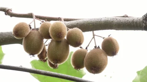 Group of Fresh kiwi fruit on tree growing Video stock 168742576