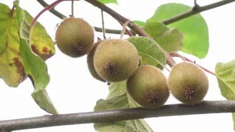 Group of Fresh kiwi fruit on tree growing Video stock 168742597