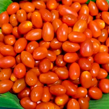 Group of fresh small tomatoes Stock Photos
