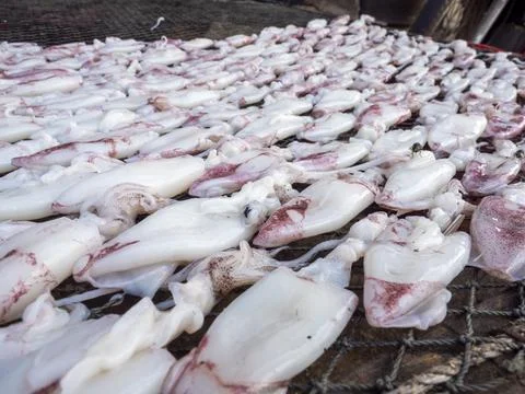 Group of fresh squid on table for make dried squid Stock Photos