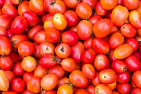 Group of fresh tomatoes 写真素材