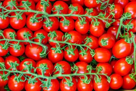 Group of fresh tomatoes Foto stock