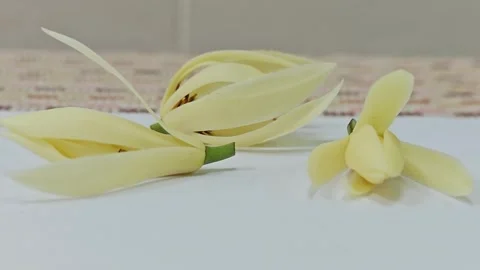 Group of fresh white champaca flowers arranged on white surface. 스톡 동영상 338009751