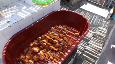Group of Freshly Caught Clams in A Container Full Of Water Ready to Be Sold Video stock 166650425
