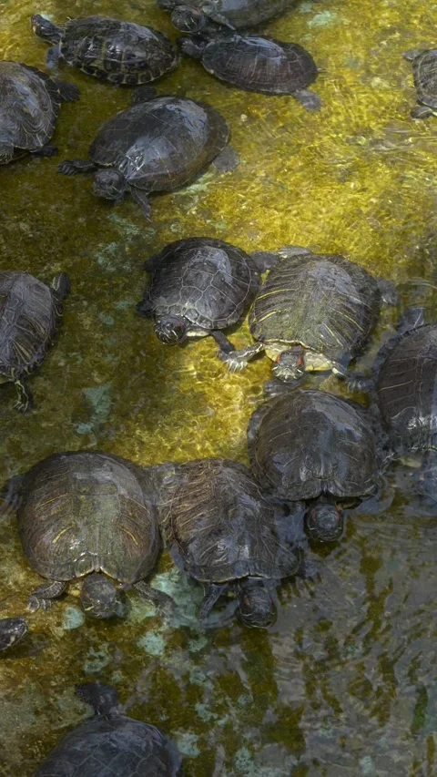 Group of freshwater turtles moving in shallow water habitat, reptile interaction Stock Footage 333626320