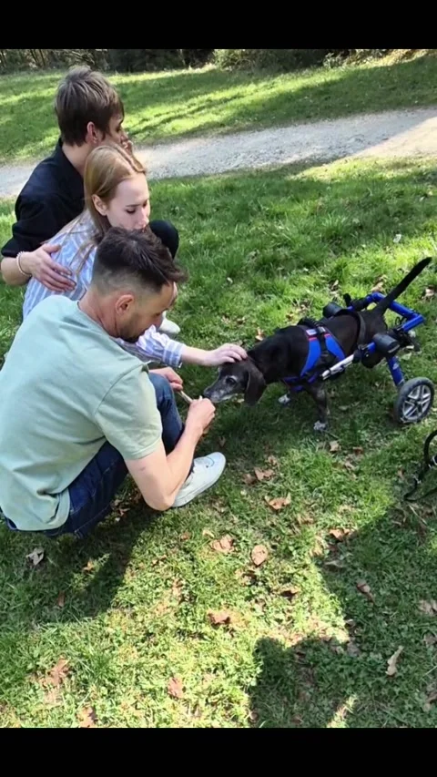 A Group of Friends Having Fun and Enjoying Their Time with a Dog in a Wheelchair Stock Footage 309033138