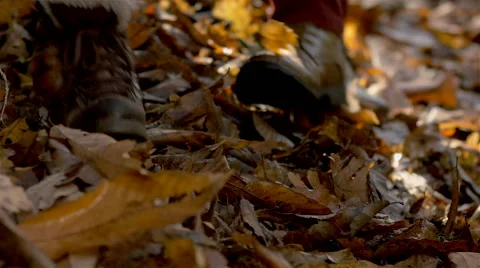 A group of friends walk on forest. Stock Footage 63068180