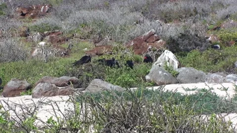 Group of frigate birds on Galapagos Isla... | Stock Video | Pond5