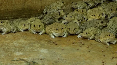Group frog in cement pond. 스톡 동영상 107670312