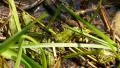 group of frogs 4k UHD  4k or 4k+ Resolution