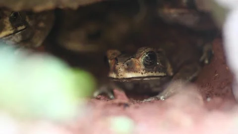 A group of frogs gather in a hole, avoiding the hot air during the dry season Stock Footage 251341406