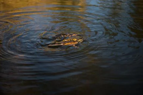 Group of Frogs in river during the breeding season Stock Photos