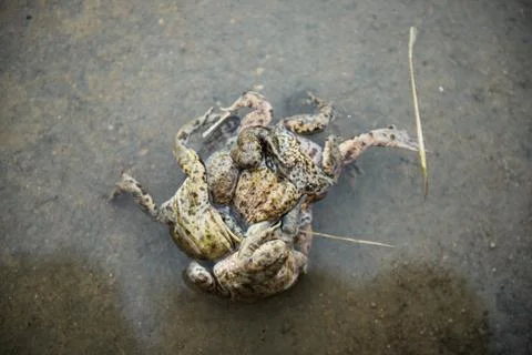 Group of Frogs in river during the breeding season Stock Photos