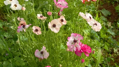 Group of fully opened multicolored anemones Stock Footage 96450058