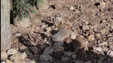 Group of fun loving and restful meerkat's, on a summers day. Видео 236375178