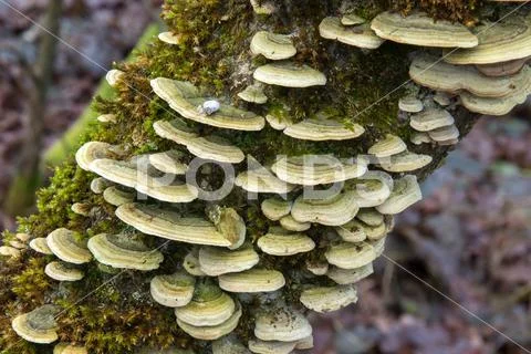 A group of fungi hubs densely growing on a tree trunk Stock Photos