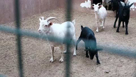A group of funny cute white and black goats in a zoo coming out Stock Footage 149377073