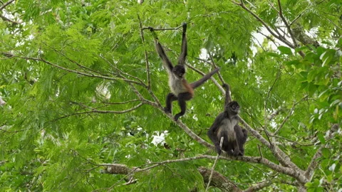 Group of funny Geoffroy's spider monkey (Ateles geoffroyi vellerosus) Stock Footage 328531229