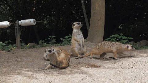 Group of funny meerkats or suricate (Suricata suricatta) is small carnivoran Video stock 93580341