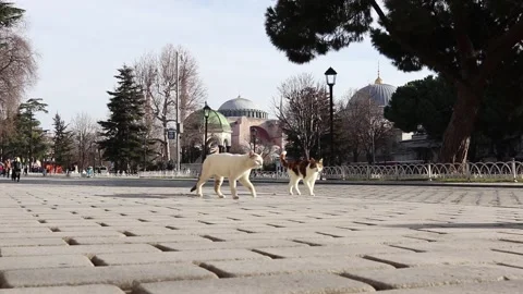 Group of funny playful stray cats that live in Istanbul walking near Hagia So Stock Footage