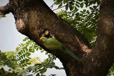 Group of funny ring-necked parakeets on the tree Stock Photos