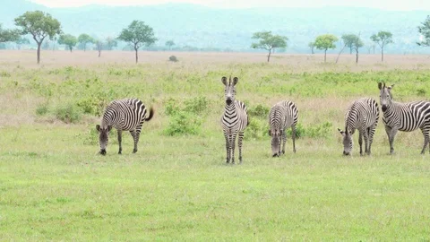 Group of funny zebraz feeding and looking at the camera Stock Footage 86879733