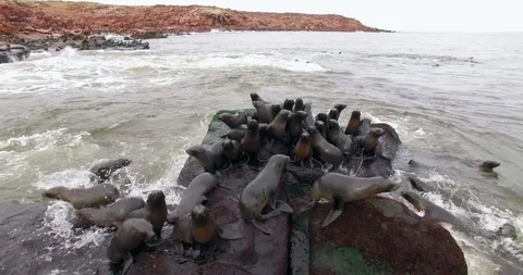 The group of fur seals trying to settle on slippery coastal rocks. Uruguay 스톡 동영상 121784702