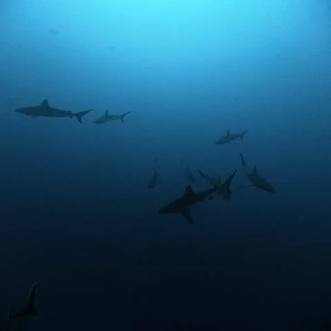 Group of Galapagos Sharks Schooling in Open Water at Socorro Island Stock Footage 344485047
