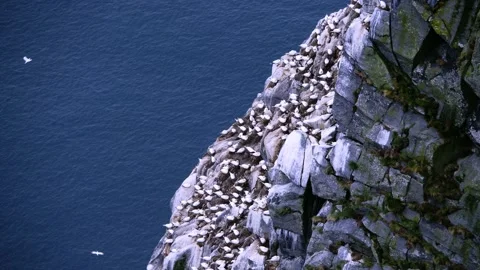 Group of Gannet birds nesting on cliffs Stock Footage 230222272