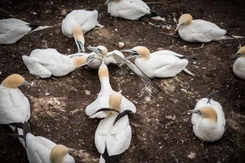 A group of gannets attacking another gannet Stock Photos
