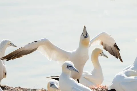 A group of gannets, one standing with spread wings between sitting birds. All Stock Photos