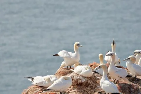A group of gannets, one standing with spread wings between standing birds Stock Photos